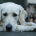 Angst vor Lärm bei Hunden behandeln