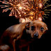 Hunde und Angst vor Feuerwerk