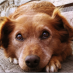 hunde trennungsangst